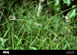Image result for Paspalum conjugatum