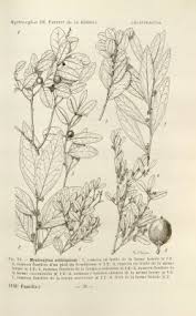 Image result for Mystroxylon