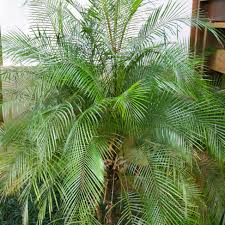 Image result for Syagrus