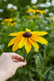 Image result for Rudbeckia hirta