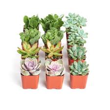 Liddicoat & company are pleased to offer for sale this imposing six bedroom guest house being sold as a successful fully furnished going concern, located in a prime position within st austell. Succulents Garden Center The Home Depot