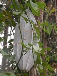 Image result for Telfairia occidentalis