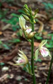 Image result for Oeceoclades