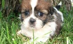 Their name means lion, so they are sometimes referred to as. South Georgia Shihtzu S Price 375 00 For Sale In Homerville Georgia Best Pets Online