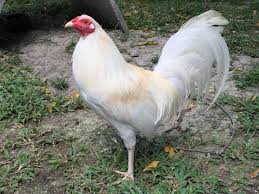 Gambaran umum negara filipina 1. Agen Sabung Ayam Online Klik The Picture For More Information Ayam Filipina