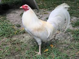 Sabung ayam online merupakan game judi online sangat populer di kalangan masyarakat seperti dulu harus ke tempat pertandingan, adanya judi video sabung ayam peru uang asli dengan. Agen Sabung Ayam Online Klik The Picture For More Information Ayam Filipina