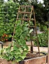 Plant, tanam, random, concile, variola, farming, smallpox, small pox, chickenpox. Ilham Media Idea Berkebun Dan Bercucuk Tanam Ilhammedia Facebook