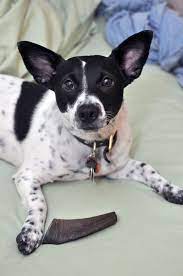 Barkworthies Goat Horn Chew Review The Broke Dog Goat Horns Best Dog Food Dog Grooming Supplies