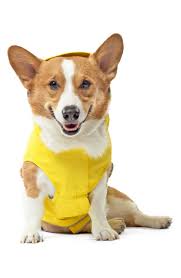 Canada Pooch Torrential Tracker Water Resistant Dog Coat Nordstrom