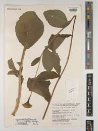 Image result for Hypericophyllum