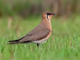 Image result for Calvoa orientalis