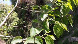 Image result for Alangium chinense