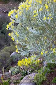 Every part of the plant, except the flower petals, has spines. Companion Plants For Succulents
