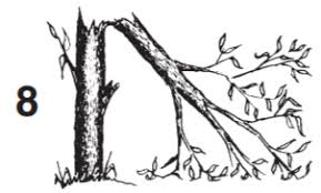 Free shipping on all orders over $99 from the tree center with arrive alive guarantee. Propagating Fruit Trees By Budding Oklahoma State University