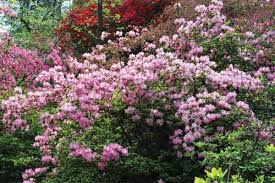 Rhododendron arborescens, the sweet azalea, has white to blush pink flowers with red stamens, and a very strong fragrance similar to heliotrope.it blooms in late spring to early summer. Jars V63n2 Overlooked Glenn Dale Azaleas