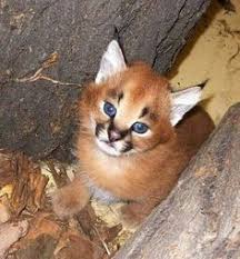 I Love This Picture Cute Baby Animals Animals Wild Caracal Kittens