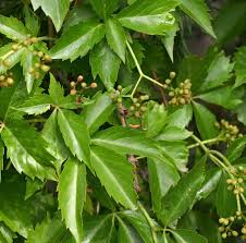 Image result for Parthenocissus