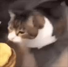 Image result for i can has cheezburger