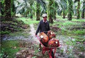 Keadaan rumah karyawan kebun sawit kalimantan kebun sawit kalimantan kebun sawit pribadi. Perkebunan Kelapa Sawit Di Kalimantan Butuh Tenaga Smk Pertanian Dari Ntb