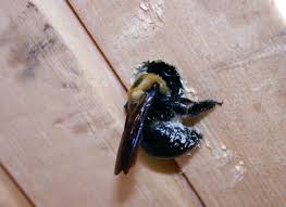 According to the group's team of entomologists, warm and wet spring and summer conditions predicted for much of the. Solitary Bees And Wasps Carpenter Bee Cicada Killer And Mud Daubers