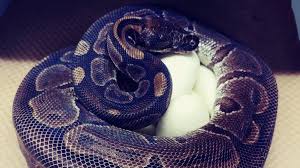 Place wire mesh with holes no larger than 1cm square over all potential entry points. Elderly Ball Python Lays Eggs Without Male Help Bbc News