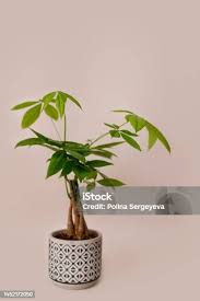 Image result for pachira obrázek