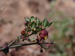 Image result for Thamnosma rhodesica