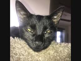 The most common black cat rescue material is ceramic. Pet Adoption In The Secaucus Area New Pets Added This Week Secaucus Nj Patch