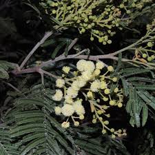 Image result for Acacia mearnsii