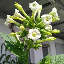 Image result for Nicotiana tabacum