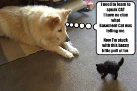 For a very brief moment in time, i considered becoming a vet. I Can Has Cheezburger Basement Cat Funny Animals Online Cheezburger