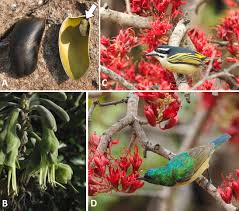 Image result for Voacanga bracteata