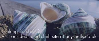 Maybe you would like to learn more about one of these? Large Shells From Dorset Gifts In The Uk Including Polished Shells Nautilus Sea Shells Shell Ornaments Large Seashells Seashells For Collections Buy Large Seashells Nautilus Shell Shells For Display Giant Shells