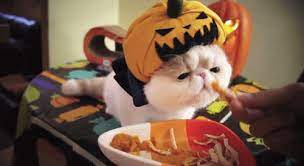 But At Least There S Delicious Super Bowl Snacks Snoopy Cat Cute Cat Gif Cute Cats