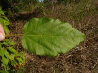 Image result for Carpodiptera africana