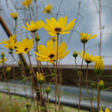 Image result for Helianthus angustifolius