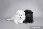 Samoyed (dog) - Wikipedia