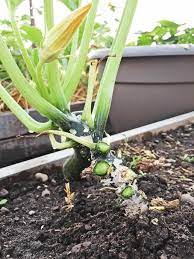 Cut the fruit from the plant at the stem. It S Zucchini Season How You Ve Been Growing Them All Wrong