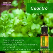 Propiedades Aceite De Cilantro Aceites Esenciales Doterra Aceites Esenciales Usos Recetas De Aceites Esenciales