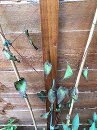 Get clean pruners (wipe them with bleach and water before and then after) and trim out the infected sections right away, anytime you see it, get it early before it spreads or you'll have to cut the whole. What Is Wrong With My Clematis Bbc Gardeners World Magazine