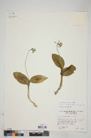 Image result for Malaxis weberbaueriana