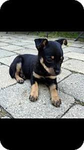 Black And Tan Jack Russell Terrier Mix Jack Russell Terrier Chihuahua Mix Puppy For Adoption In Hainesville Illinois Golden Chihuahua Mix Puppies Chihuahua Terrier Mix Chihuahua Terrier