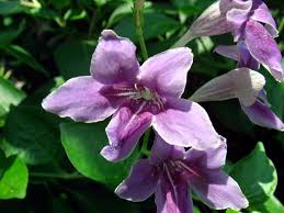 Image result for Asystasia intrusa