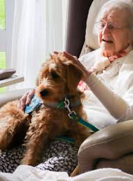 Get a certified emotional support animal letter from a licensed mental health professional. Facility Therapy Dogs Therapy Dogs New Zealand