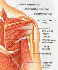 Start studying posterior shoulder muscles. Posterior Shoulder Anatomy Diagram Koibana Info Shoulder Muscle Anatomy Neck And Shoulder Muscles Muscle Anatomy