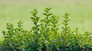 Image result for ligustrum ovalifolium