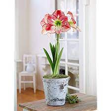 Check spelling or type a new query. Buy Gardeners Supply Co Extra Large Dutch Bulb Potted Amaryllis With Stake Holiday Planting Kit Flamenco Queen Online In India B00fbbd488