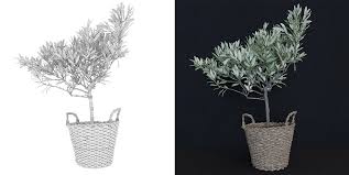 Use this guide as an aid in making your purchasing decisions for both landscape and commercial olive tree purchasing. 3d Model Olive Tree In A Basket On Behance