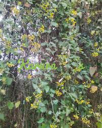 Image result for Senecio deltoideus