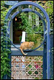 cat watch cat watch orange tabby cats cats